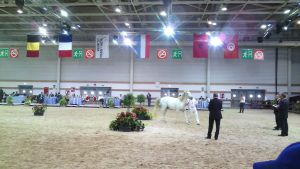 Salon du Cheval d'Al Jadida 2015 - Photo 8