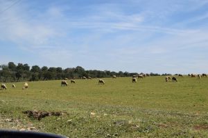 Barrage de Rouidate - Photo 13