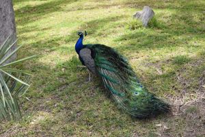 La Vallée des oiseaux - Photo 1