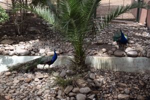 La Vallée des oiseaux - Photo 2