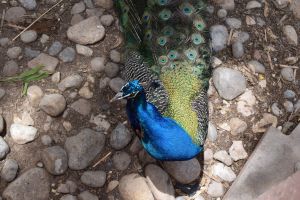 La Vallée des oiseaux - Photo 3