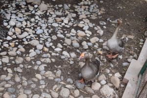 La Vallée des oiseaux - Photo 4