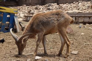 La Vallée des oiseaux - Photo 8