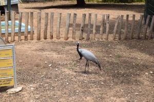 La Vallée des oiseaux - Photo 10