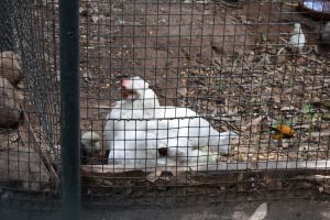 La Vallée des oiseaux - Photo 13