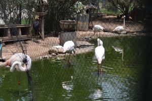 La Vallée des oiseaux - Photo 14