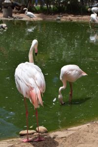 La Vallée des oiseaux - Photo 15