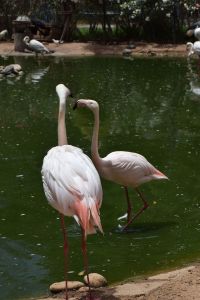 La Vallée des oiseaux - Photo 16