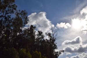 Forêt de Bouskoura - Photo 0