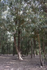 Forêt de Bouskoura - Photo 6