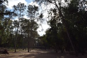 Forêt de Bouskoura - Photo 7