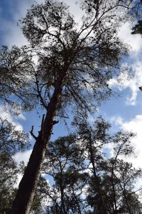 Forêt de Bouskoura - Photo 8