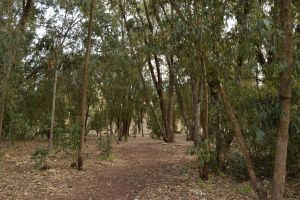 Forêt de Bouskoura - Photo 9