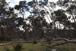 Forêt de Bouskoura - Photo 10