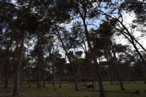 Forêt de Bouskoura - Photo 11