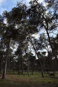 Forêt de Bouskoura - Photo 12
