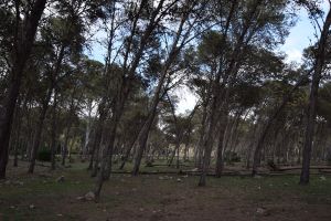 Forêt de Bouskoura - Photo 13