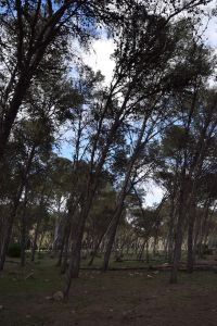 Forêt de Bouskoura - Photo 14