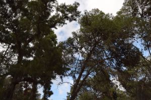 Forêt de Bouskoura - Photo 15