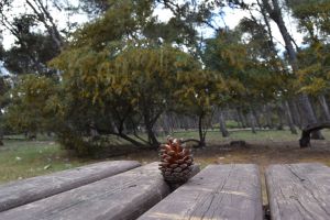 Forêt de Bouskoura - Photo 18