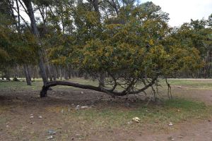 Forêt de Bouskoura - Photo 19