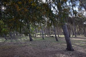 Forêt de Bouskoura - Photo 20