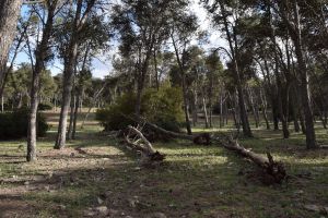 Forêt de Bouskoura - Photo 21