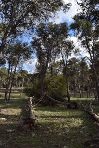 Forêt de Bouskoura - Photo 22