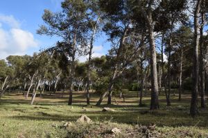 Forêt de Bouskoura - Photo 23