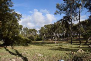 Forêt de Bouskoura - Casablanca-Settat