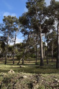 Forêt de Bouskoura - Photo 25