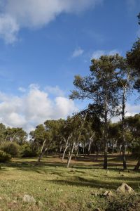 Forêt de Bouskoura - Photo 26