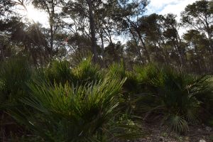 Forêt de Bouskoura - Photo 28