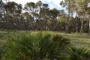 Forêt de Bouskoura - Photo 29