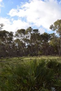 Forêt de Bouskoura - Photo 30