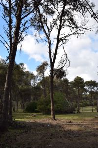 Forêt de Bouskoura - Photo 33