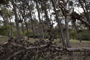 Forêt de Bouskoura - Photo 34