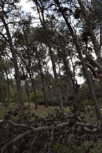 Forêt de Bouskoura - Photo 35