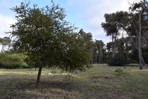 Forêt de Bouskoura - Photo 37