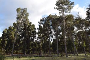 Forêt de Bouskoura - Photo 38