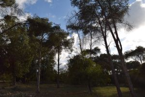 Forêt de Bouskoura - Photo 39