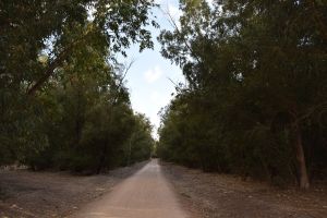 Forêt de Bouskoura - Photo 42