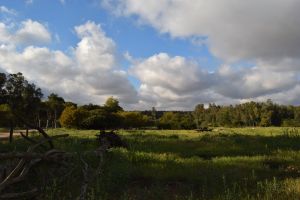 Forêt de Bouskoura - Photo 44