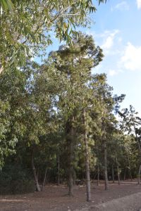 Forêt de Bouskoura - Photo 47