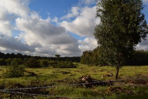 Forêt de Bouskoura - Photo 49