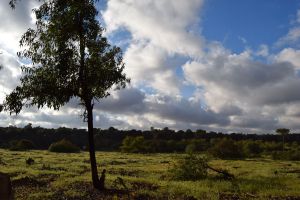 Forêt de Bouskoura - Photo 50