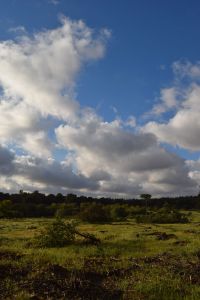 Forêt de Bouskoura - Photo 51