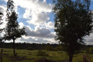 Forêt de Bouskoura - Photo 53