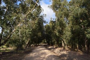 Forêt de Bouskoura - Photo 54