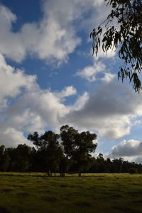 Forêt de Bouskoura - Photo 57